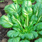1000 TATSOI Brassica Rapa Rosularis Tat Soi Bok Choy Spinach Mustard Vegetable Seeds