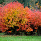 25 SIBERIAN MAPLE TREE Acer Ginnala Seeds - Red Fall Foliage