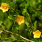 100 COUNTRY MALLOW (Bala / Flannel Weed) Sida Cordifolia Flower Seeds