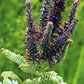 100 Purple LEAD PLANT Amorpha Canescens Wild Tea Downy Indigo Native Flower Seeds