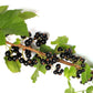 20 GOLDEN CURRANT SHRUB Black Fruit Yellow Flower Ribes Chrysobotrya Aurea Seeds