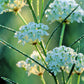 20 WHITE WORLED (Horesetail) MILKWEED Asclepias Verticillata Flower Seeds