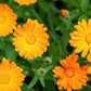 100 ORANGE ENGLISH MARIGOLD (Scotch / Pot Marigold) Calendula Officinalis Flower Seeds