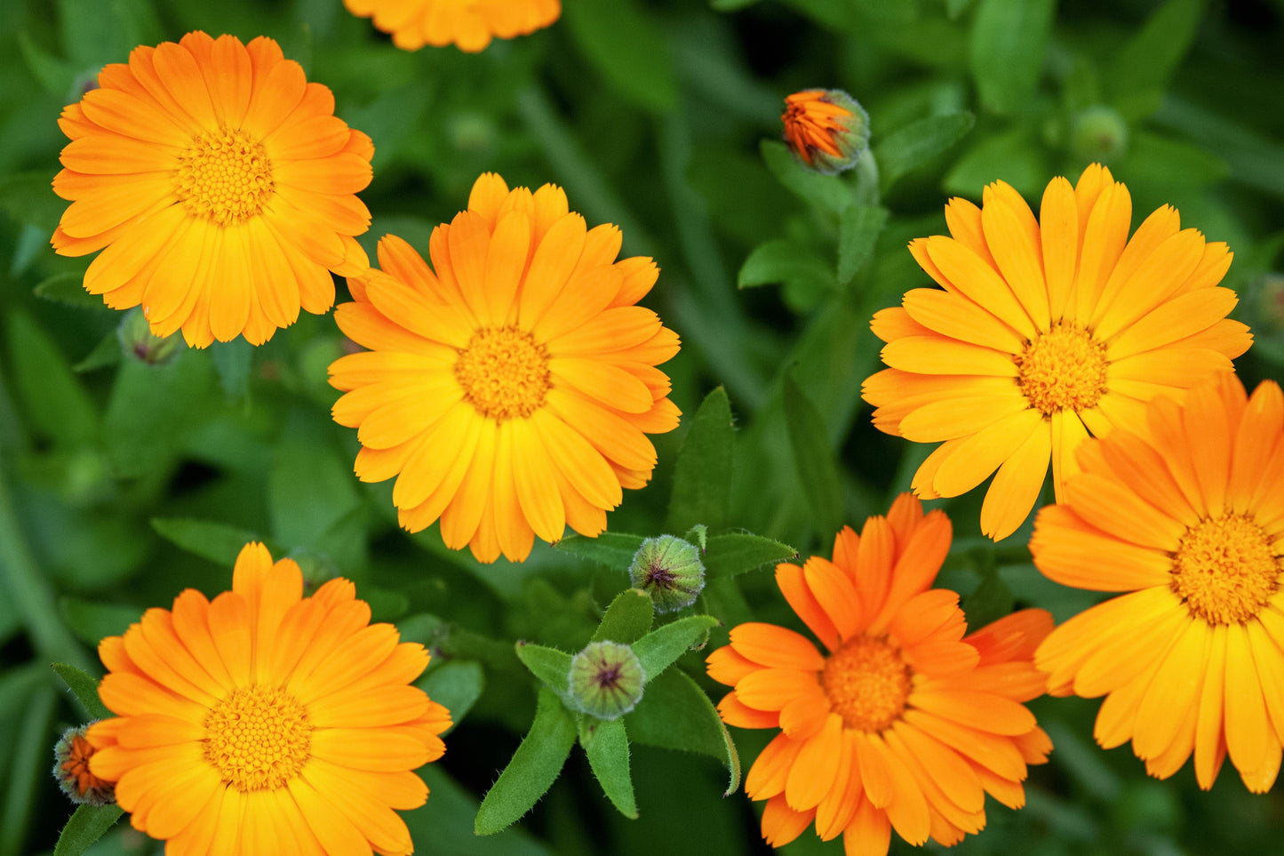 100 ORANGE ENGLISH MARIGOLD (Scotch / Pot Marigold) Calendula Officinalis Flower Seeds