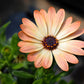 25 SALMON AFRICAN DAISY Dimorphotheca Sinuata Apricot Flower Seeds
