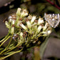 50 GREAT INDIAN PLANTAIN Cacalia Muhlenbergii White Flower Seeds