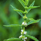 20 WATER HOREHOUND Lycopus Americanus American Bugleweed Herb Flower Seeds