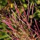 100 CINNAMON WILLOWHERB Eastern Purpleleaf Epilobium Coloratum Flower Seeds