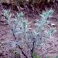 500 BEACH WORMWOOD Artemisia Campestris Caudata Silvermound Red Sagewort Herb Flower Seeds