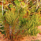 500 BEACH WORMWOOD Artemisia Campestris Caudata Silvermound Red Sagewort Herb Flower Seeds