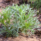 500 BEACH WORMWOOD Artemisia Campestris Caudata Silvermound Red Sagewort Herb Flower Seeds