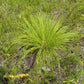200 PRAIRIE DROPSEED Ornamental Native Grass Sporobolus Heterolepis Seeds