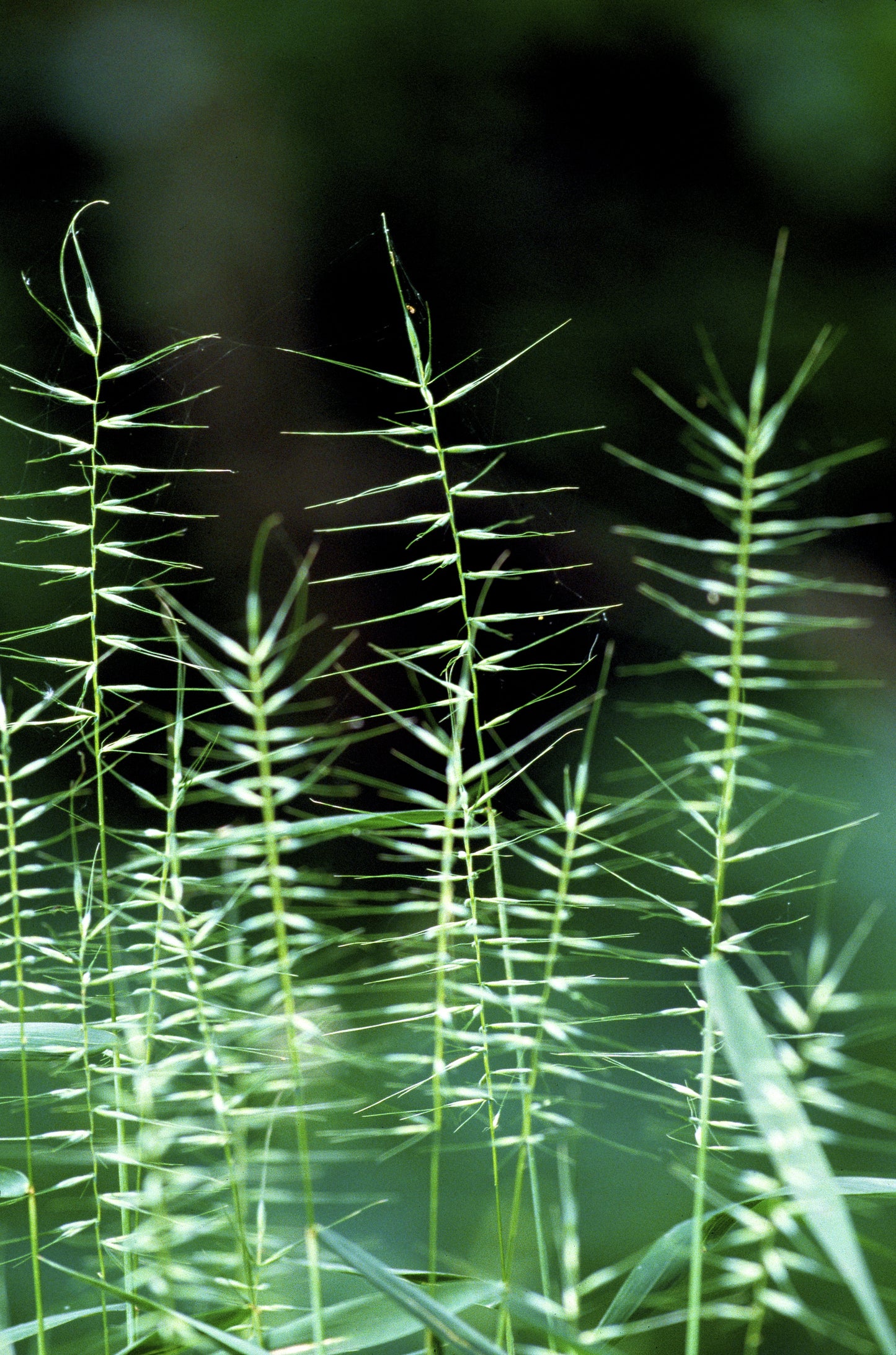 25 BOTTLEBRUSH GRASS Ornamental Shade Elymus Hystrix Patula Seeds