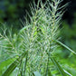 25 BOTTLEBRUSH GRASS Ornamental Shade Elymus Hystrix Patula Seeds