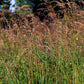 250 Ornamental INDIAN GRASS Sorghastrum Nutans Native Indiangrass Seeds