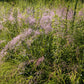 100 PURPLE LOVEGRASS Eragrostis Spectabilis Native Love Grass Flower Seeds