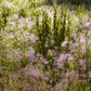 100 PURPLE LOVEGRASS Eragrostis Spectabilis Native Love Grass Flower Seeds