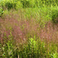 100 PURPLE LOVEGRASS Eragrostis Spectabilis Native Love Grass Flower Seeds