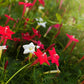 50 CYPRESS VINE MIX Ipomoea Quamoclit Convolvulus Hummingbird Star Morning Glory Cardinal Creeper Flower Seeds - Mixed Colors Red Pink White