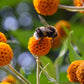10 ORANGE BALL TREE / Golden Butterfly Bush Buddleja Globosa Shrub Flower Seeds