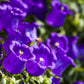 150 Mixed Colors CUP & SAUCER (Canterbury Bells) Campanula Medium Flower Seeds