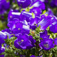 150 Mixed Colors CUP & SAUCER (Canterbury Bells) Campanula Medium Flower Seeds