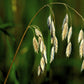 100 PRAIRIE BROME Arctic Brome Ornamental Grass Bromus Kalmii Seeds