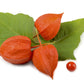 100 CHINESE LANTERN (Winter or Ground Cherry / Japanese Lantern) Physalis Alkekengi Flower Seeds