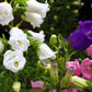 150 Mixed Colors CUP & SAUCER (Canterbury Bells) Campanula Medium Flower Seeds