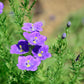 250 PURPLE Robe CUP FLOWER Nierembergia Hippomanica Caerulea Seeds