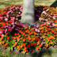 50 DWARF ORANGE IMPATIENS Walleriana Part Sun or Full Shade Flower Seeds
