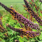 100 Purple LEAD PLANT Amorpha Canescens Wild Tea Downy Indigo Native Flower Seeds