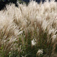 10 SILVER MAIDEN GRASS Miscanthus Sinensis Japanese Pampas Perennial Flower Seeds