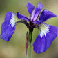 20 ALASKA IRIS Setosa Wild Flag Beachhead Blue Purple White Yellow Native Wetland Flower Seeds