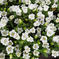 150 Mixed Colors CUP & SAUCER (Canterbury Bells) Campanula Medium Flower Seeds