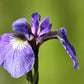 20 ALASKA IRIS Setosa Wild Flag Beachhead Blue Purple White Yellow Native Wetland Flower Seeds