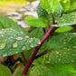 50 RED Stem MALABAR SPINACH Red Vine Ceylon Basella Alba Rubra Vegetable Seeds