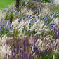 20 RED Spire MELIC GRASS Purple Melica Transsilvanica Flower Seeds