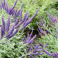 100 Purple LEAD PLANT Amorpha Canescens Wild Tea Downy Indigo Native Flower Seeds