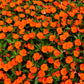 50 DWARF ORANGE IMPATIENS Walleriana Part Sun or Full Shade Flower Seeds