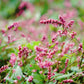 100 PINKWEED Smartweed Pink Knotweed Polygonum Wetland Flower Herb Seeds