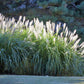 10 SILVER MAIDEN GRASS Miscanthus Sinensis Japanese Pampas Perennial Flower Seeds