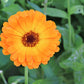 100 ORANGE ENGLISH MARIGOLD (Scotch / Pot Marigold) Calendula Officinalis Flower Seeds