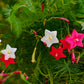 50 CYPRESS VINE MIX Ipomoea Quamoclit Convolvulus Hummingbird Star Morning Glory Cardinal Creeper Flower Seeds - Mixed Colors Red Pink White