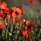 50 Scarlet PRICKLYHEAD POPPY Papaver Argemone Roemeria Long Prickly Poppy Red Black Blue Flower Seeds