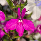 200 MAGENTA PINK LOBELIA Regatta Lobelia Erinus Flower Seeds