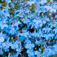 200 SKY BLUE LOBELIA Regatta Lobelia Erinus Flower Seeds