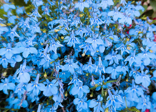 200 SKY BLUE LOBELIA Regatta Lobelia Erinus Flower Seeds