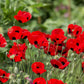500 ORIENTAL RED Mix POPPY Papaver Orientale Flower Seeds
