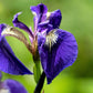 20 ALASKA IRIS Setosa Wild Flag Beachhead Blue Purple White Yellow Native Wetland Flower Seeds